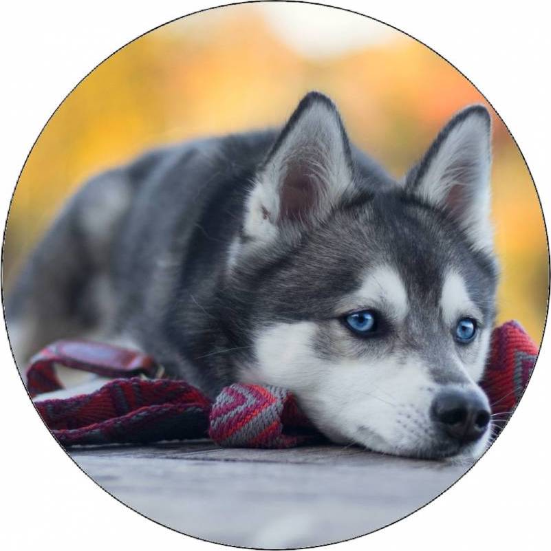 Jedlý papír štěně husky ležící na zemi 19,5 cm - Pictu Hap