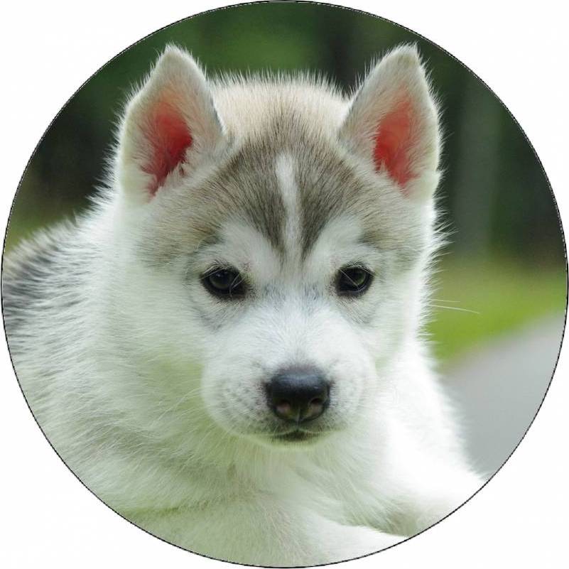 Jedlý papír štěně husky 19,5 cm - Pictu Hap